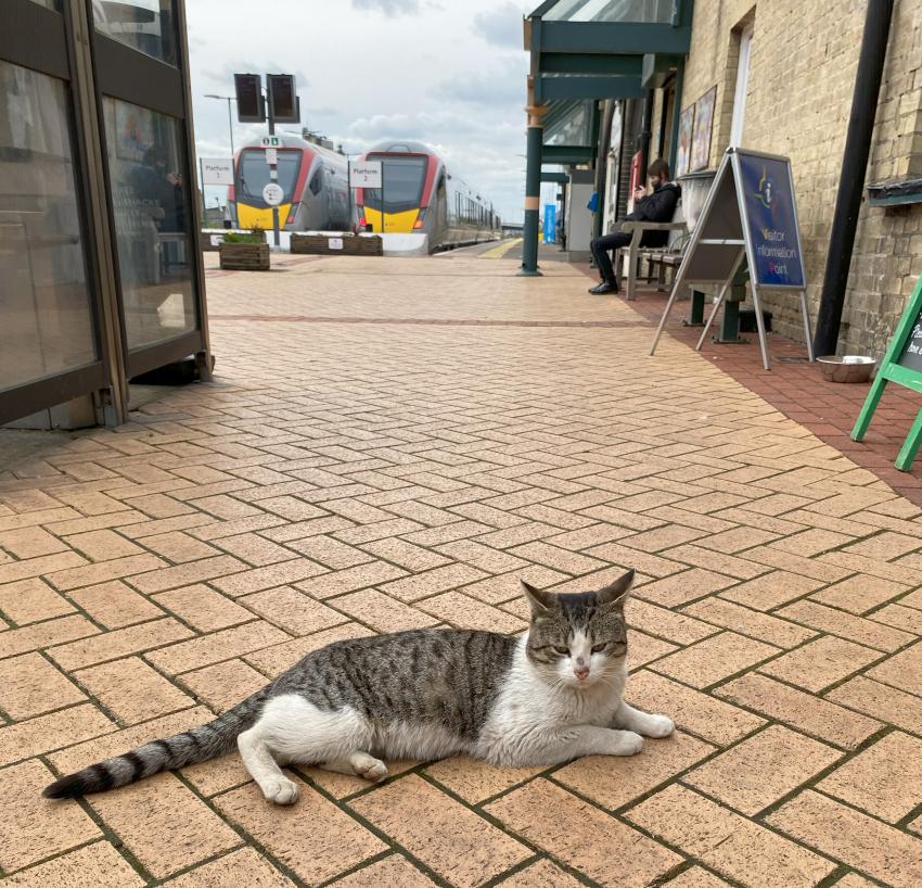 Cat sat on station concourse with Greater Anglia trains in the background