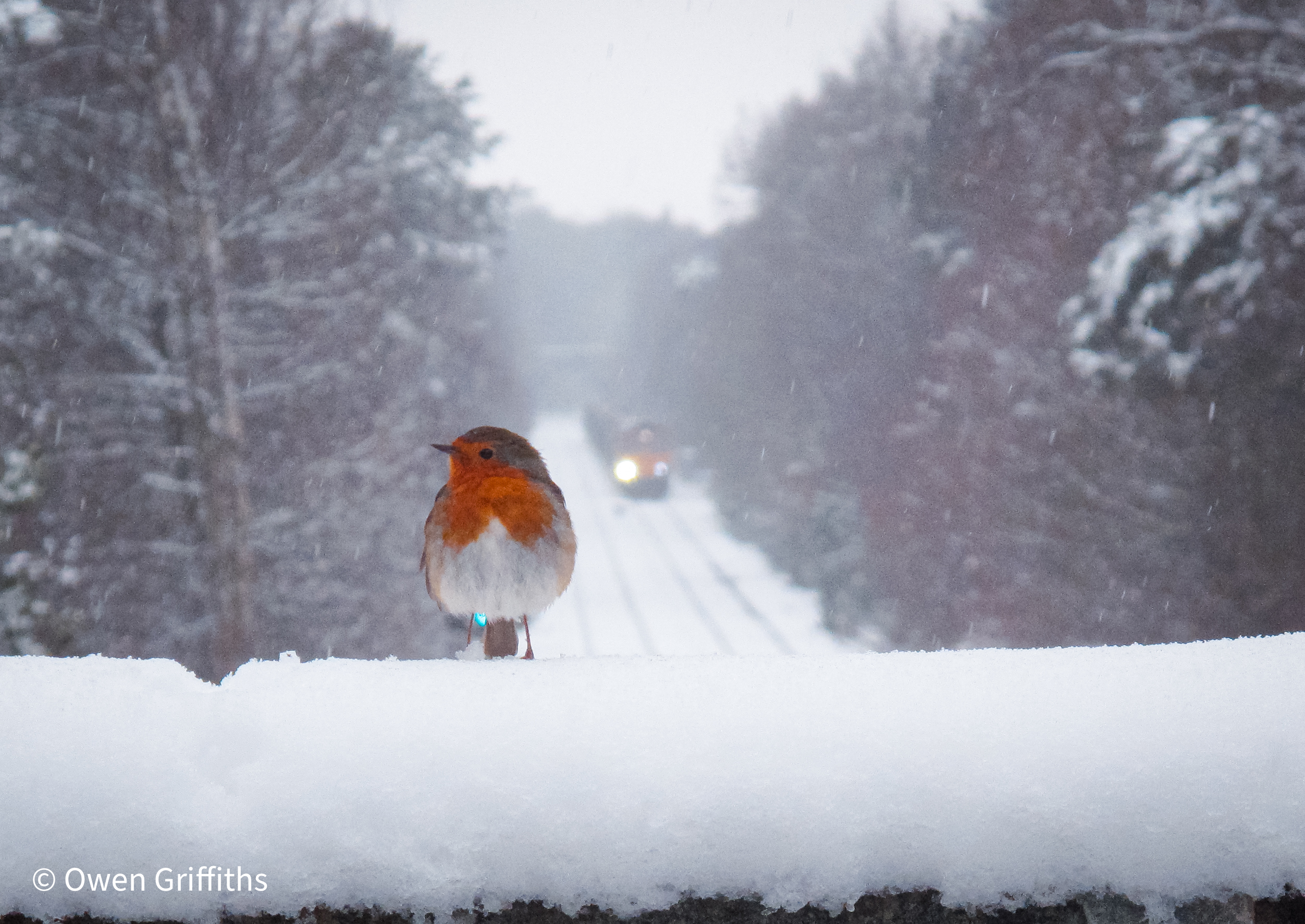 Red robin bird sat on top of a brdge overlooking train travelling along Sutton Park line