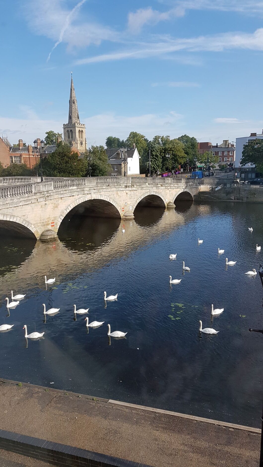 Bedford - view of river and bridge with white swans swimming