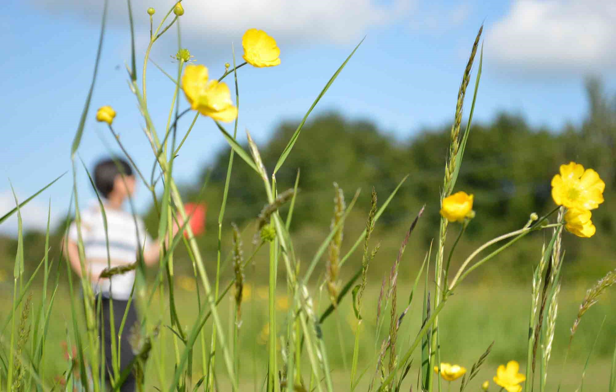 Person in meadows with small yellow flowers in focus