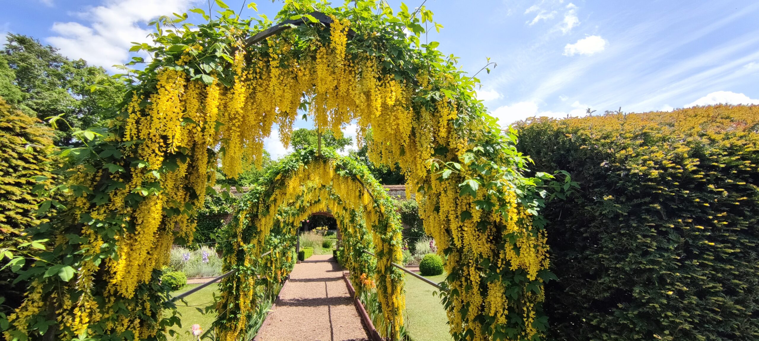 Hoveton Hall & Gardens showing beautiful yellow flowers draping over an arch | Bittern Line