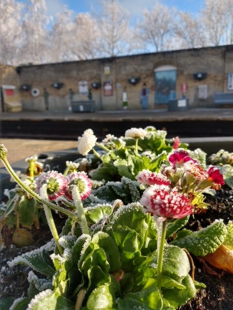 Flower beds in the frost at Market Rasen