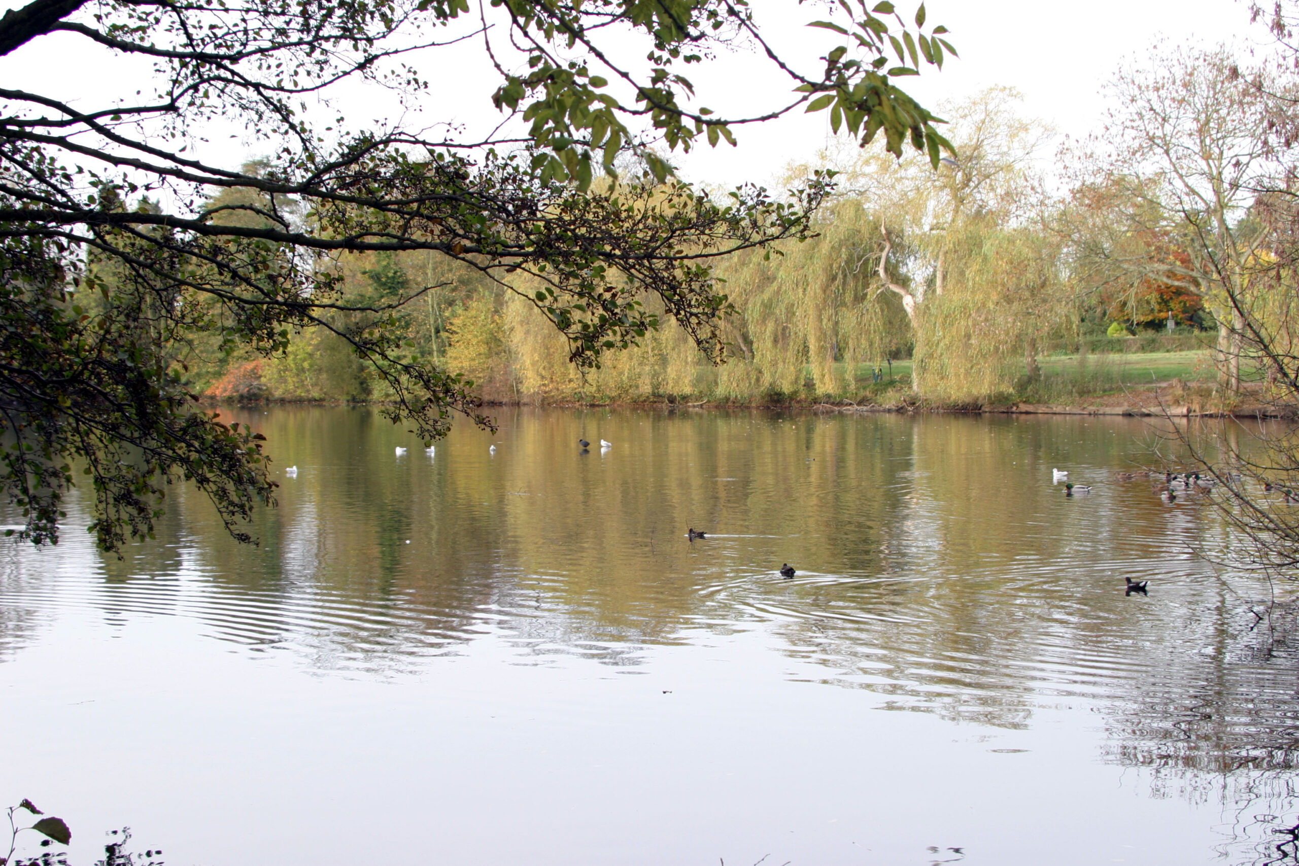 Reigate Priory Park pond reflections