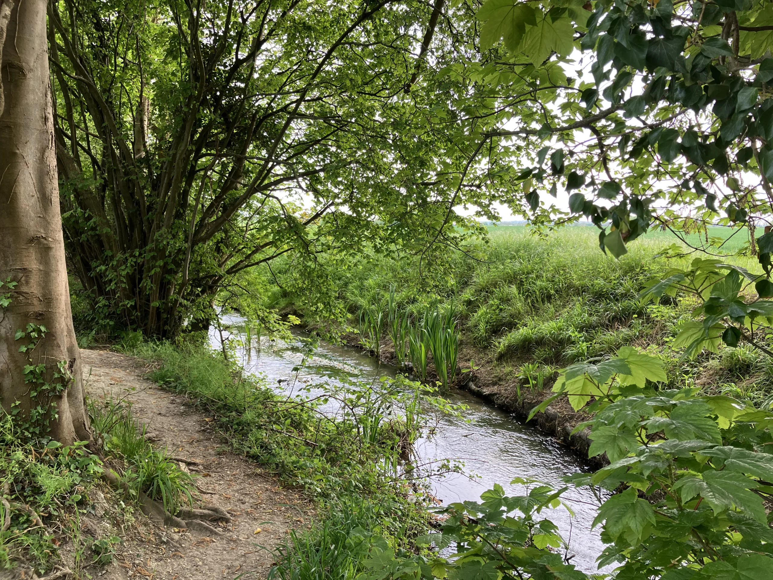 A path by the side of a small stream surrounded by lush green banking | Cam Valley
