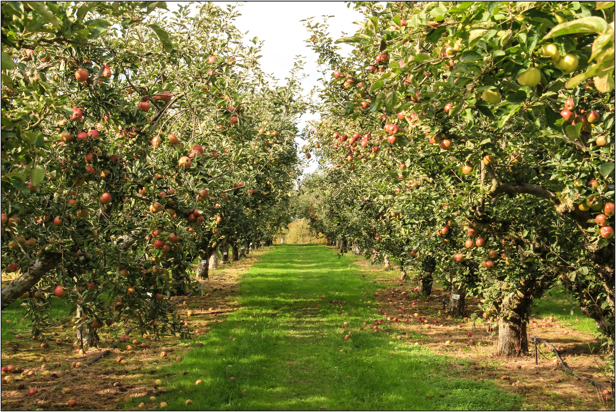 Orchard RHS Wisley.