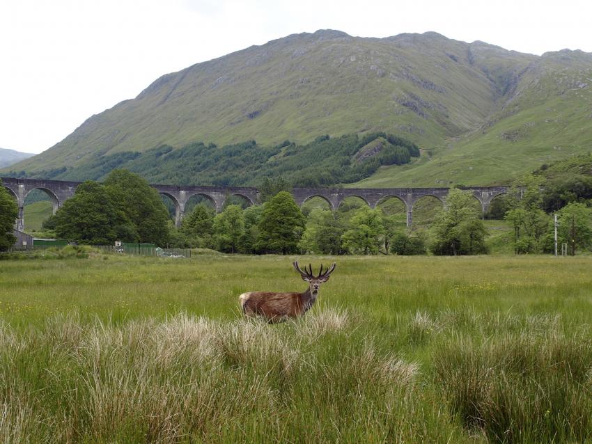 Glennfinnan Viaduct, West HIghland Line | Photo: Pixabay