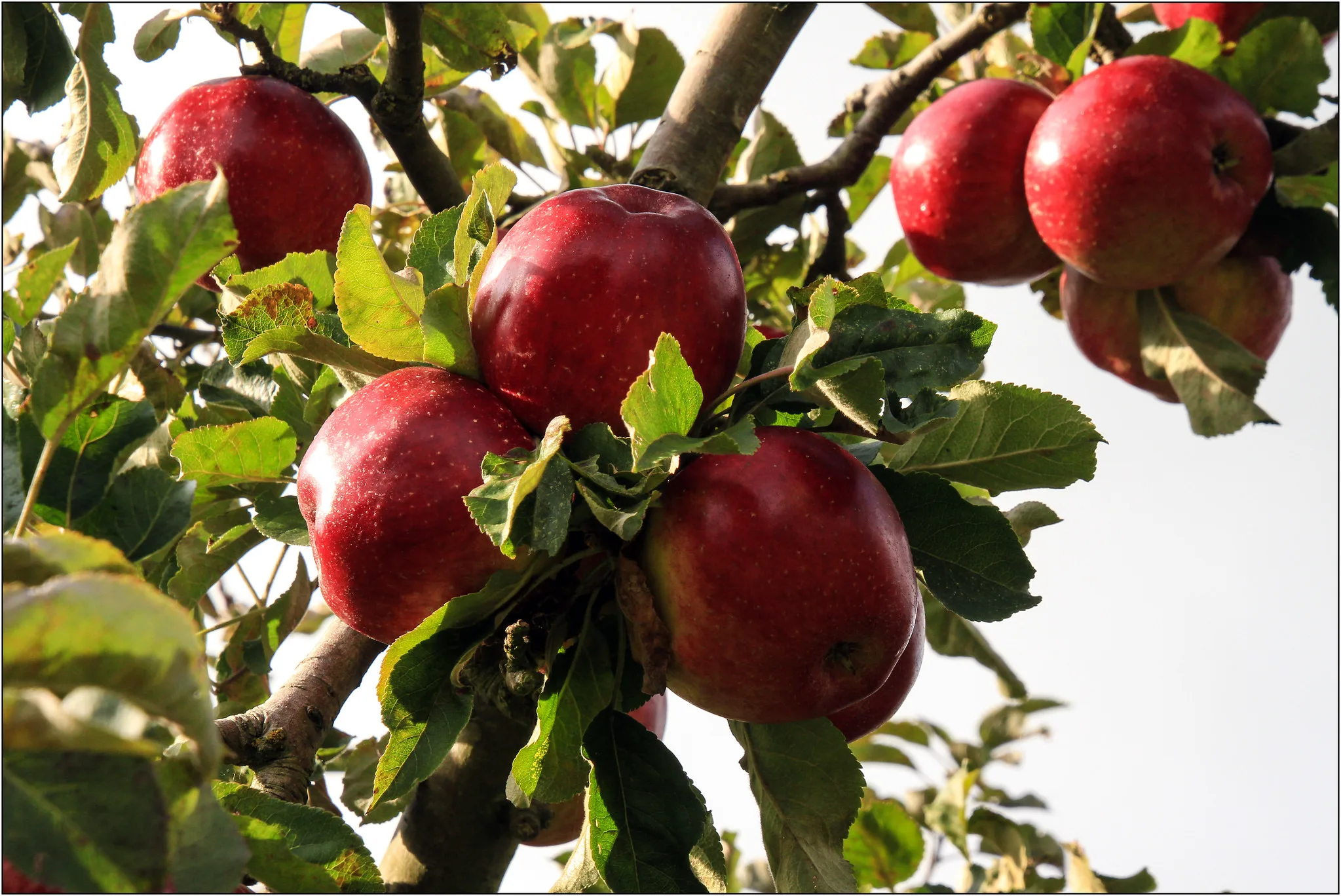 Apples on the tree ready for picking