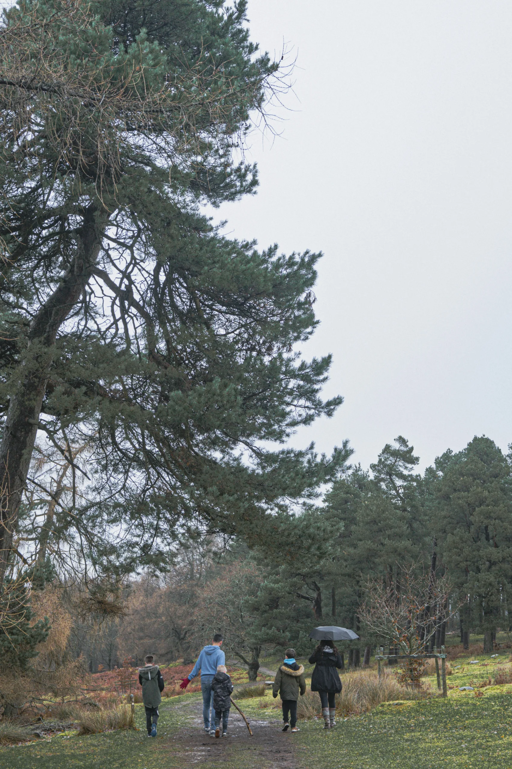 Family walking in the countryside surrounded by tail ancient trees