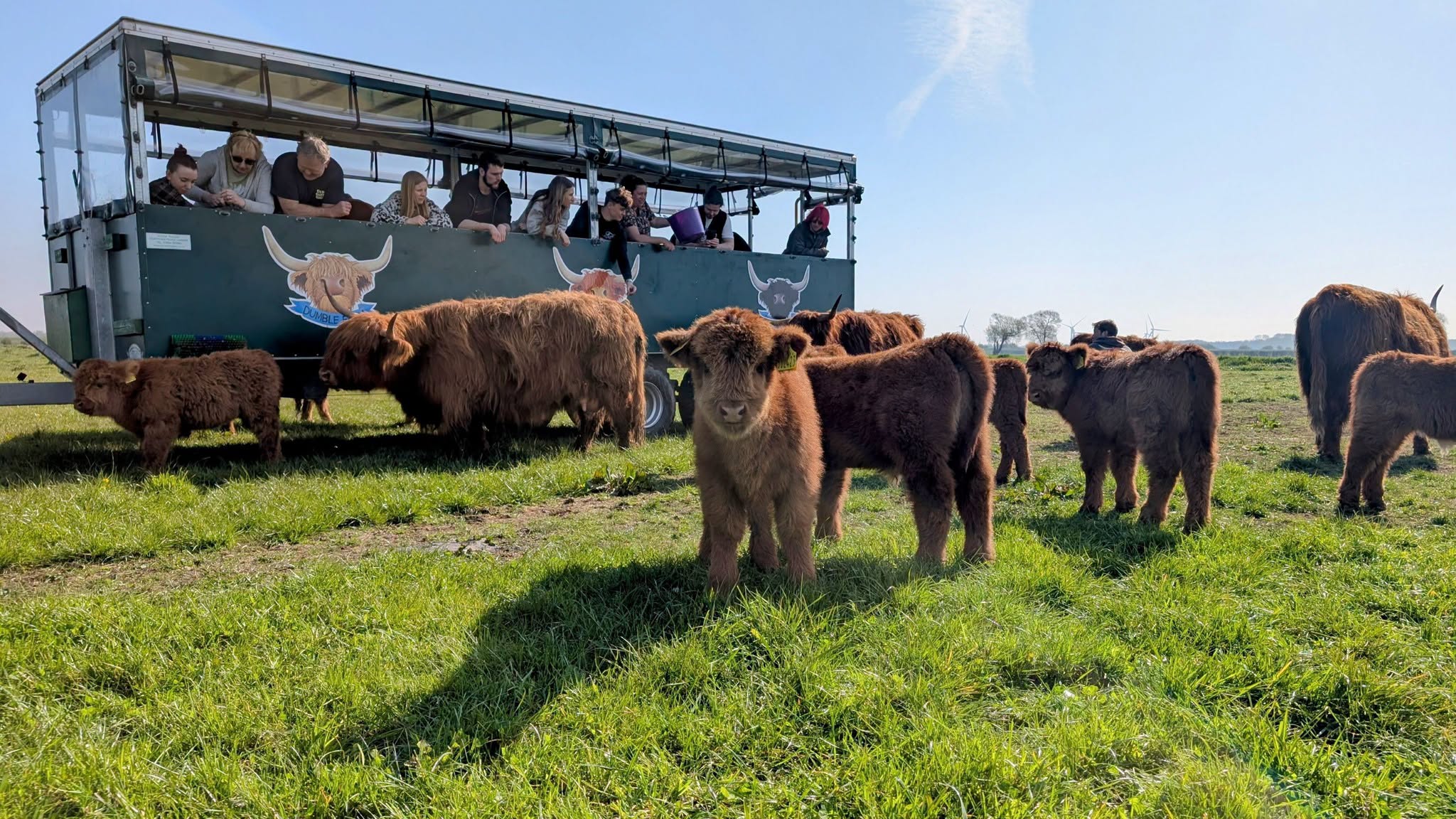 A herd of highland cows grazing on the grass with a truck of people looking over them. Local family favourites by train along the Yorkshire Coast Line.