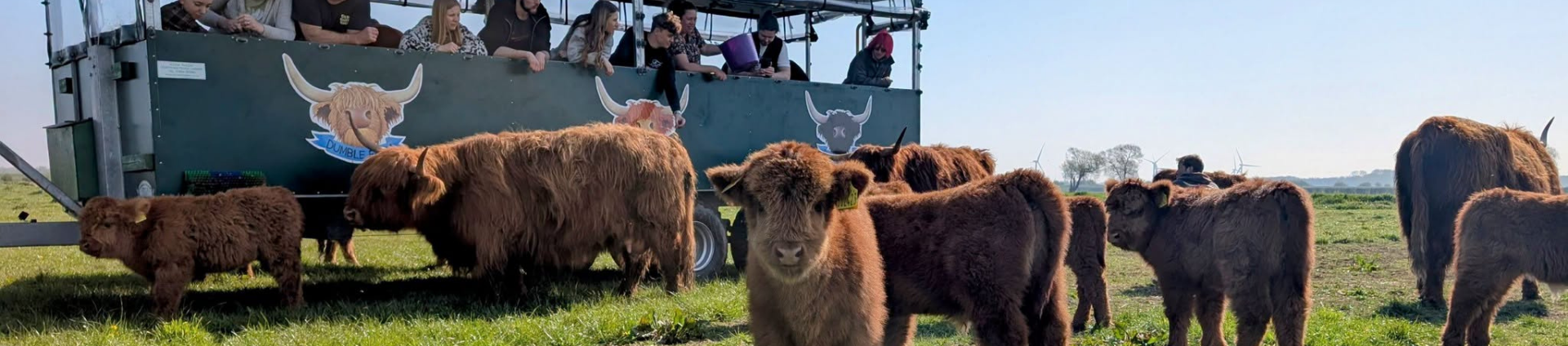 A herd of highland cows grazing on the grass with a truck of people looking over them. Local family favourites by train along the Yorkshire Coast Line.