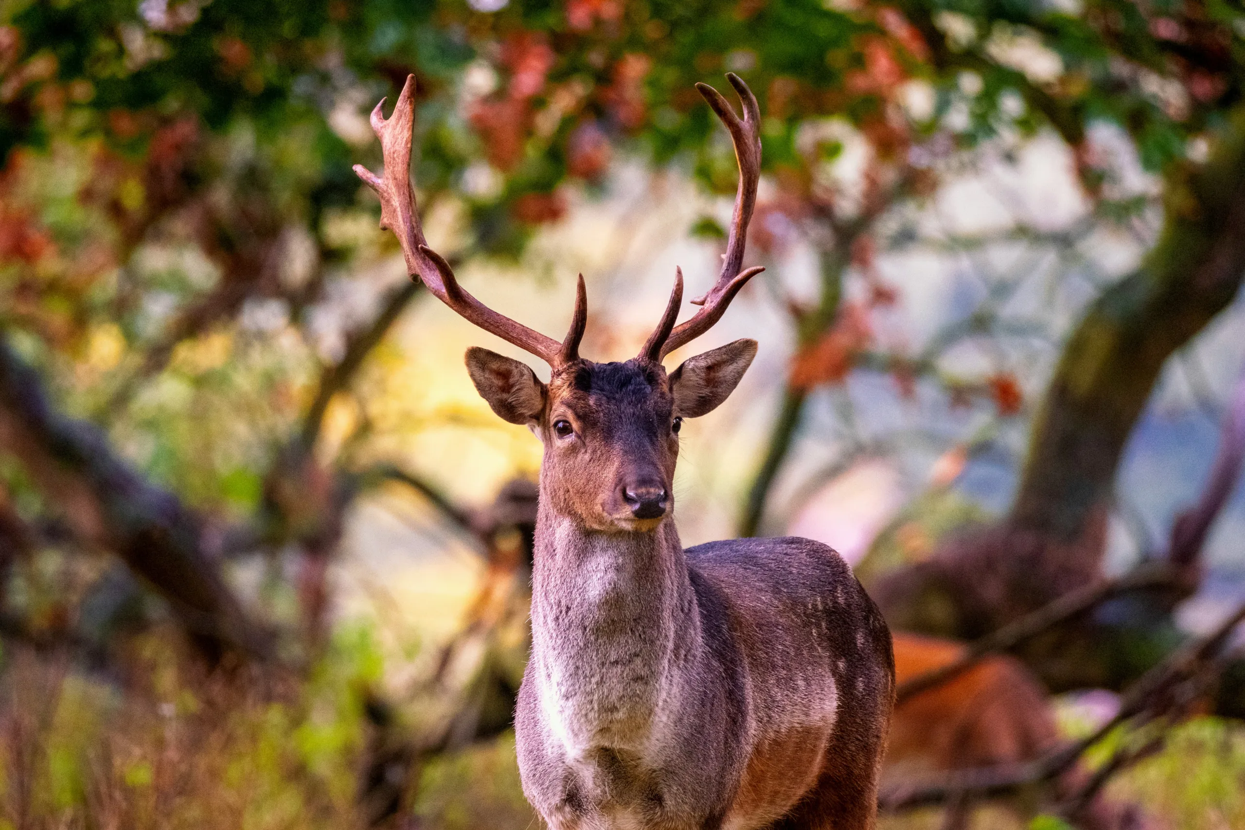 A deer with large antlers looking at the camera. The background is blurred but includes shrubbery and trees.
