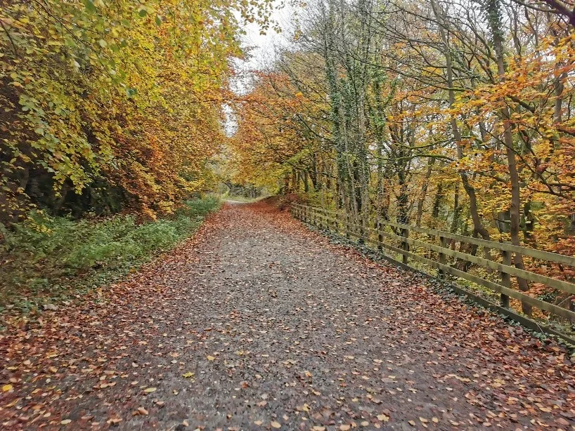 A woodland path covered in orange leaves, fallen from the tree. Either side of the path are trees in full autumn colours.