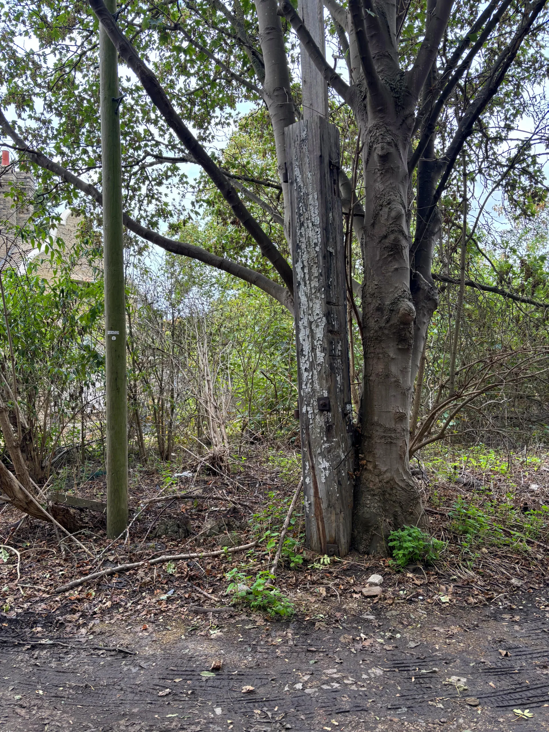 Old crossing gate next to a tall tree.